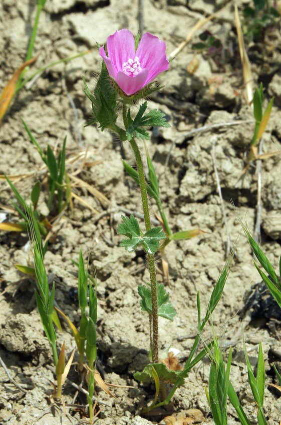 Image of Malva transcaucasica specimen.