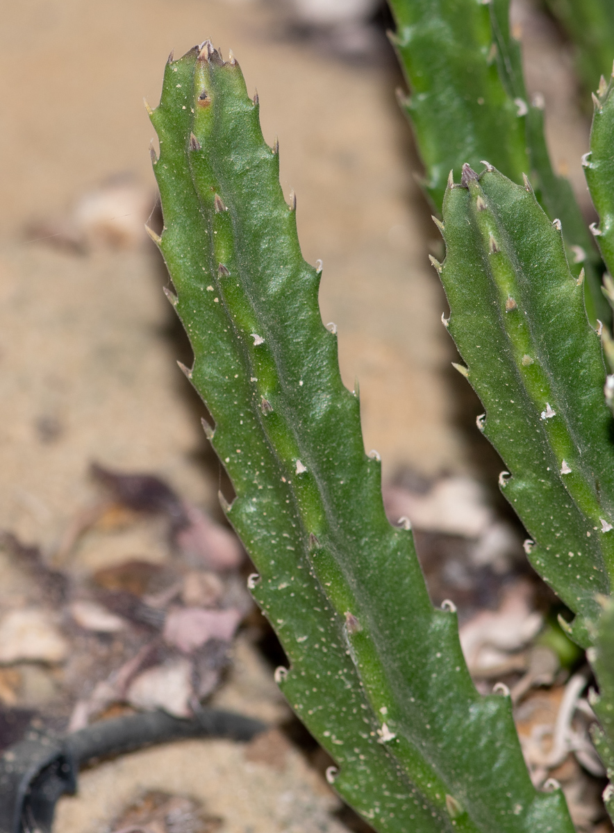 Image of Stapelia hirsuta specimen.