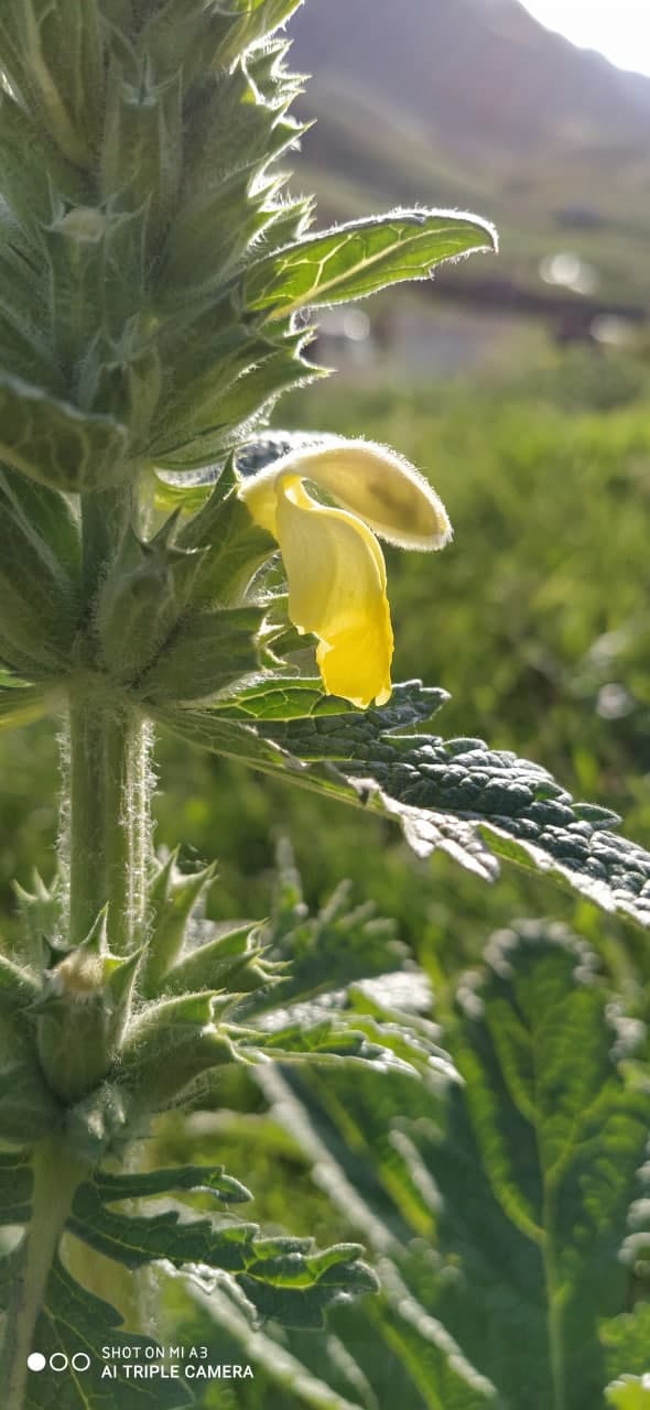 Image of Phlomoides labiosa specimen.