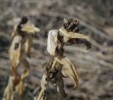 Gentiana cruciata. Верхушка плодоносящего побега прошлого года. Пермский край, Кунгурский р-н, окр. ур. Подкаменная гора, разнотравный луг. 06.05.2022.