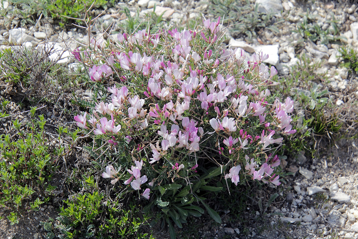 Image of Onobrychis cornuta specimen.