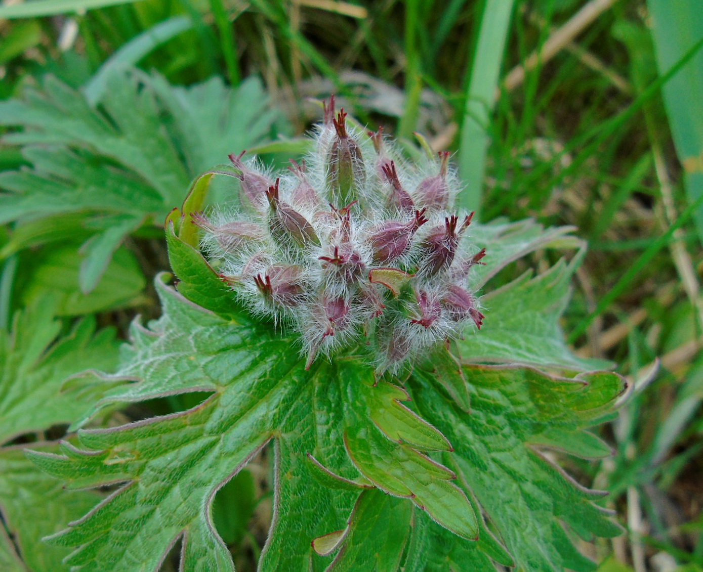 Image of Geranium erianthum specimen.