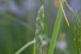 Dactylis glomerata. Верхняя часть соцветия с отдыхающим комаром Aedes. Калужская обл., Боровский р-н, окр. дер. Чёлохово, высота 200 м н.у.м, старая залежь в 20 м от смешанного леса, сенокосный луг. 8 июня 2022 г.