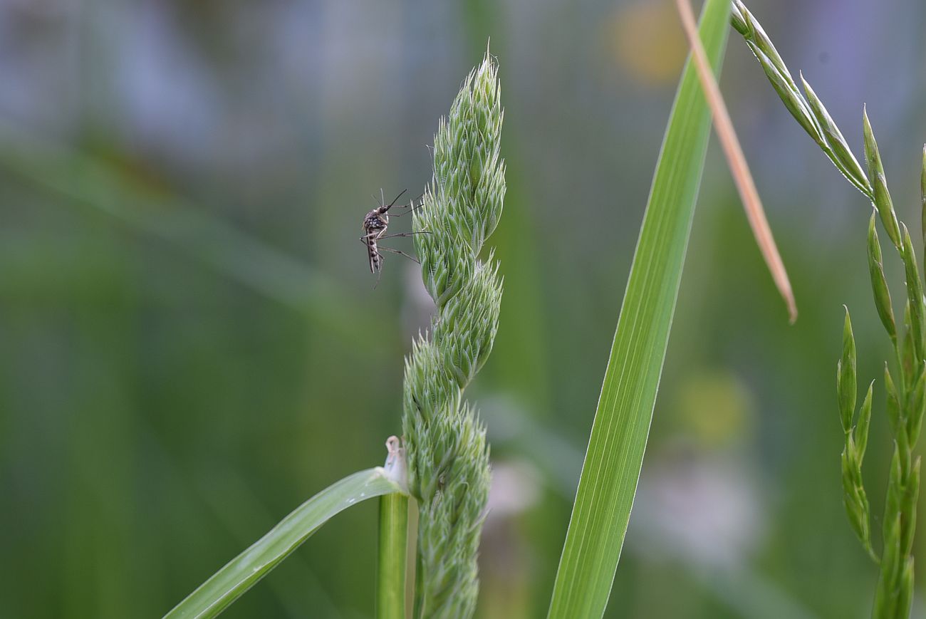 Image of Dactylis glomerata specimen.