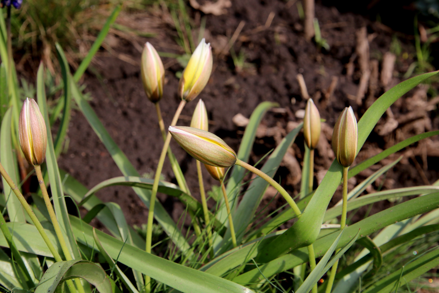 Image of Tulipa tarda specimen.