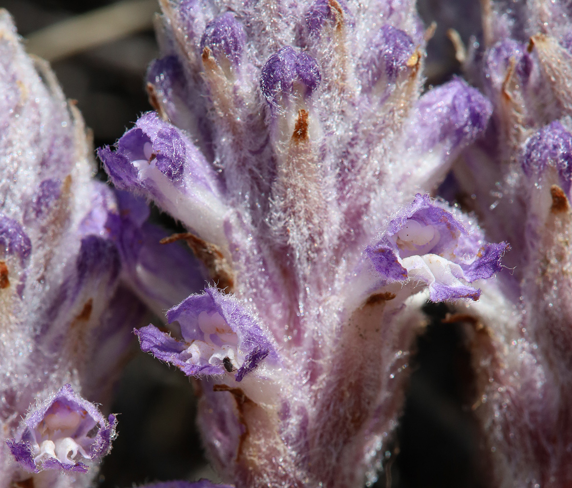 Image of Orobanche coerulescens specimen.