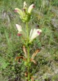 Pedicularis sceptrum-carolinum. Верхушка цветущего растения. Якутия, Мирнинский р-н, берег Вилюя ниже Светлинской ГЭС. 12.07.2008.