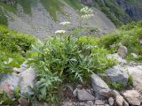 Heracleum freynianum. Цветущее растение. Карачаево-Черкесия, Урупский р-н, Кавказский биосферный заповедник, Имеретинское ущелье, ≈ 2200 м н.у.м., субальпийский луг, в скальной расщелине. 26.07.2022.