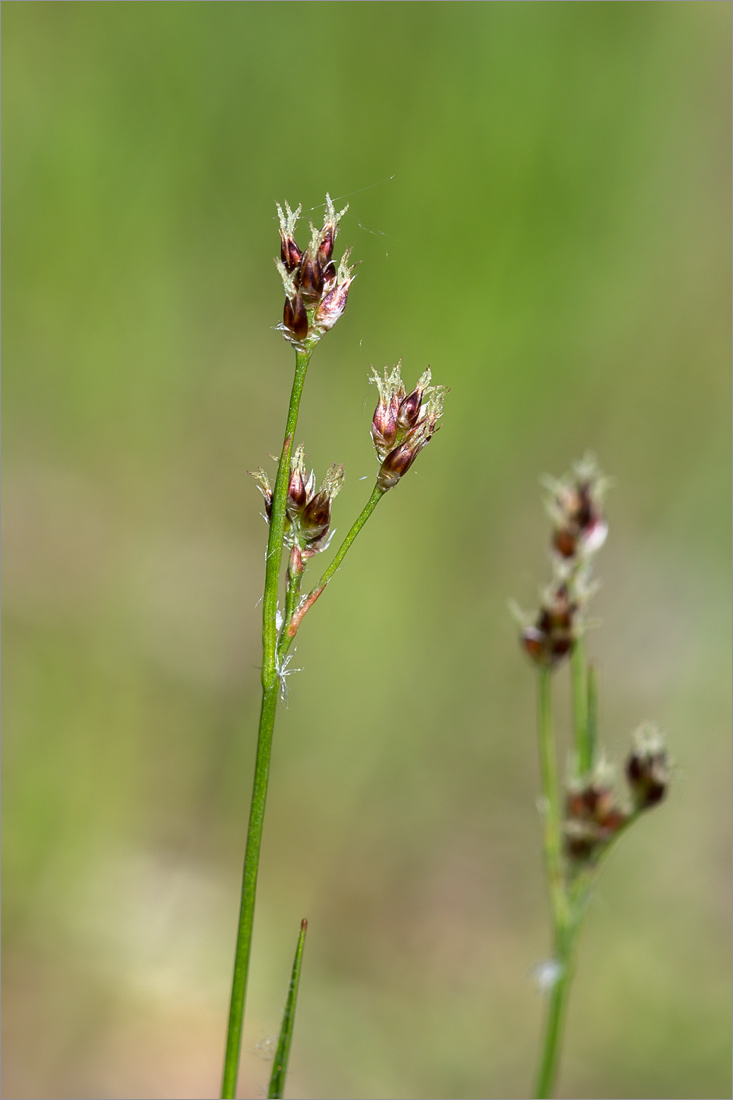 Image of genus Luzula specimen.