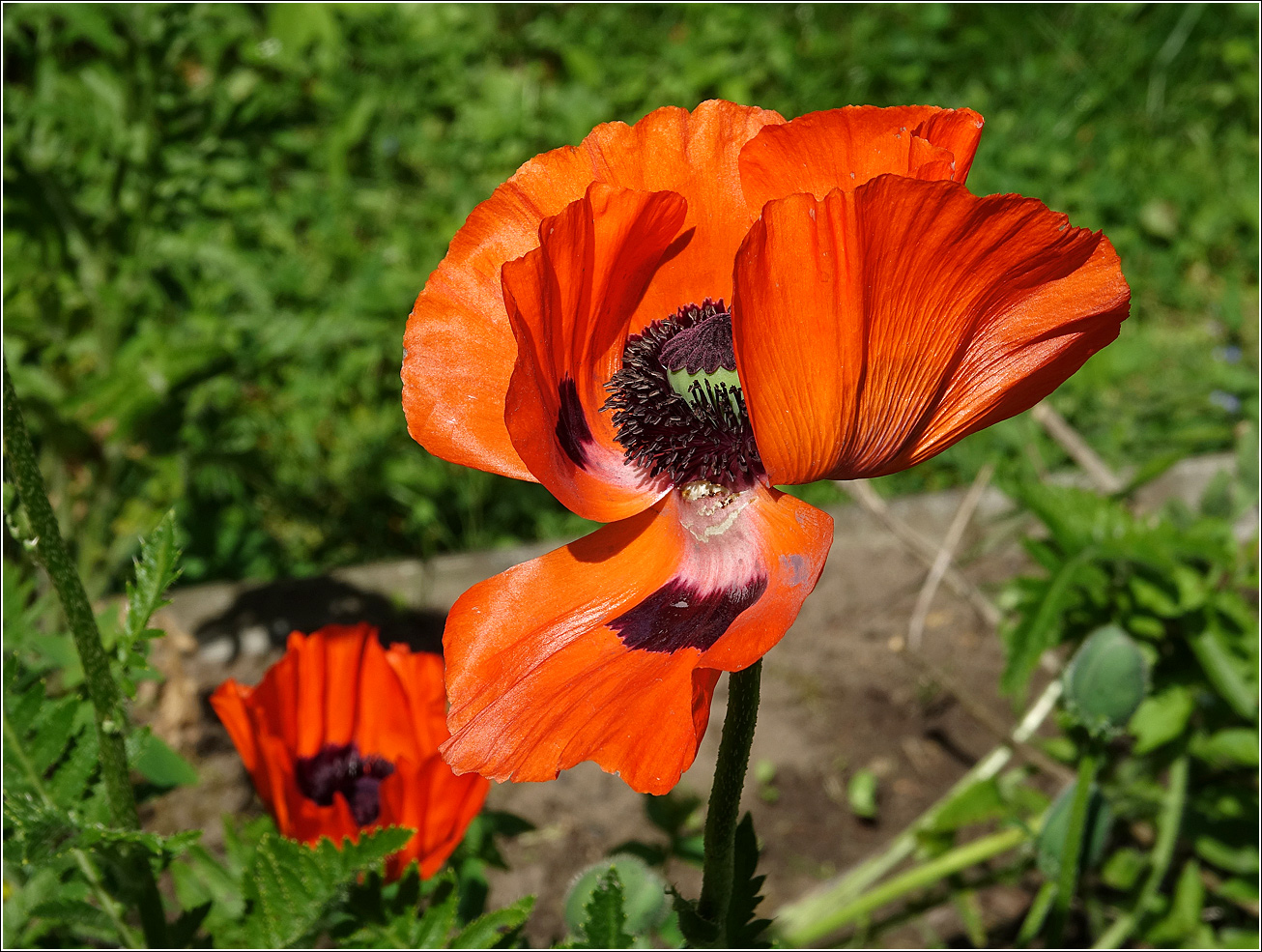 Image of Papaver setiferum specimen.