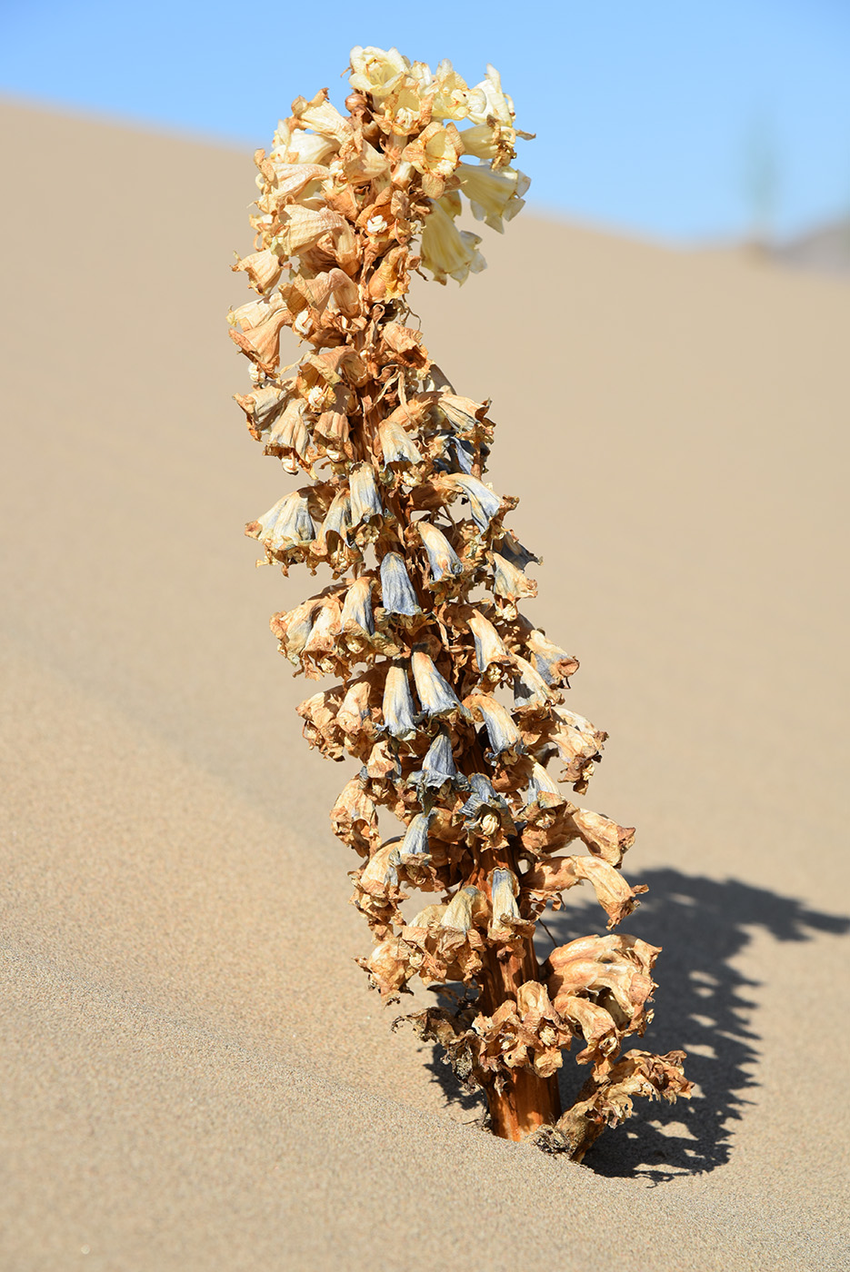 Image of Cistanche salsa specimen.