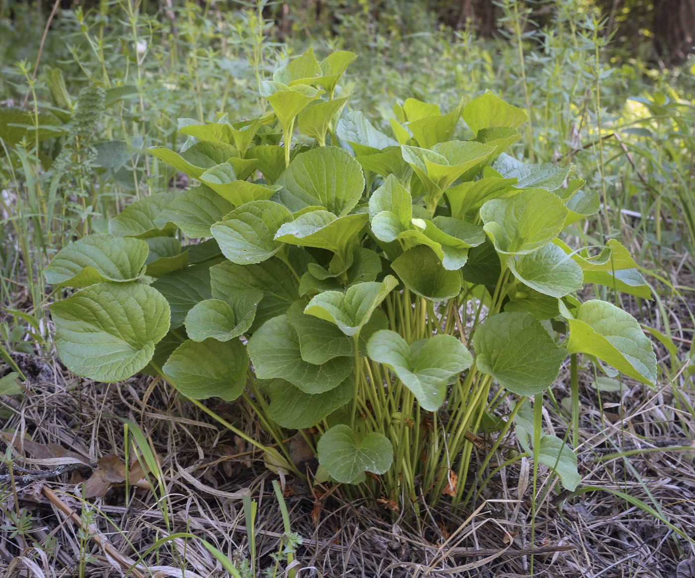 Изображение особи Viola mirabilis.