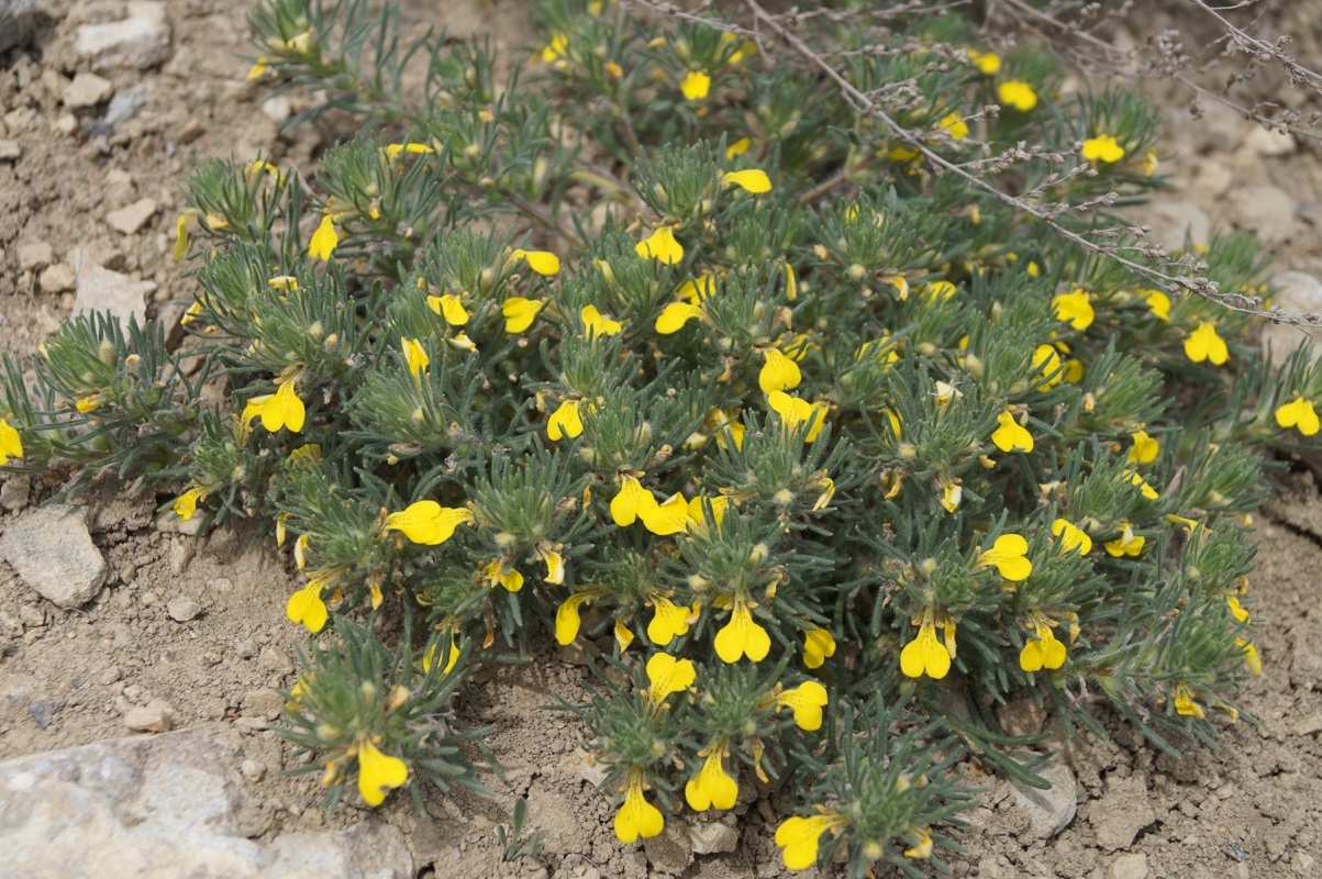 Image of Ajuga chia specimen.