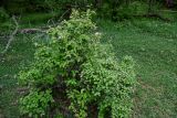 Cydonia oblonga. Цветущее растение (рядом видны цветущие Geranium). Дагестан, Магарамкентский р-н, Самурский лес, поляна в широколиственном лесу. 05.05.2022.