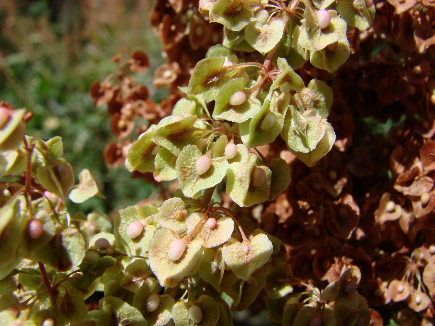 Image of Rumex crispus specimen.