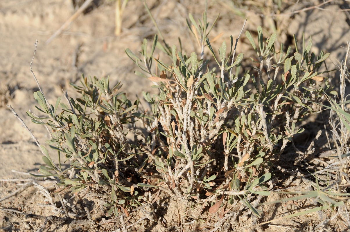 Image of Limonium suffruticosum specimen.