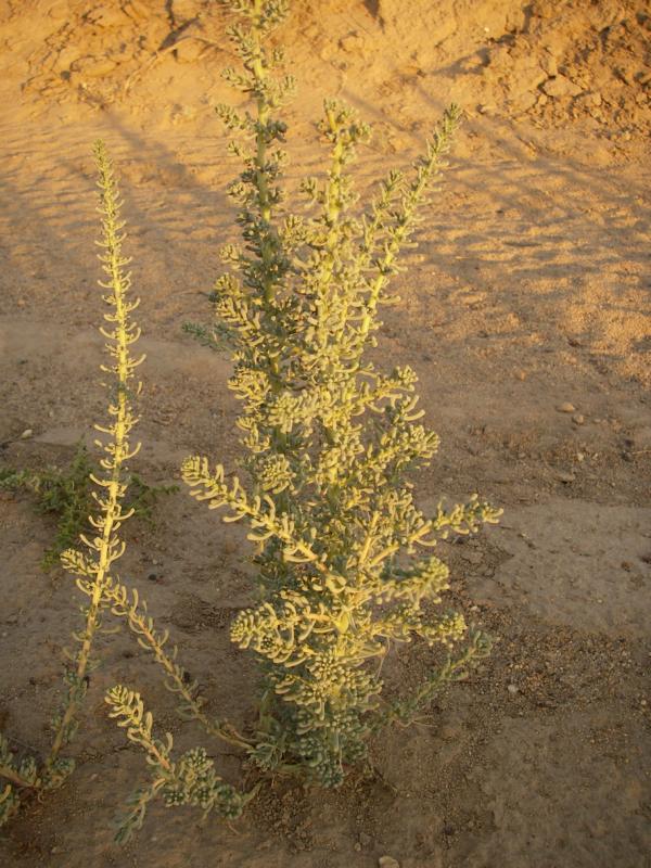 Изображение особи Salsola foliosa.