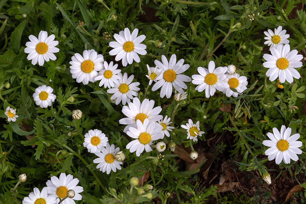 Изображение особи Anthemis palaestina.