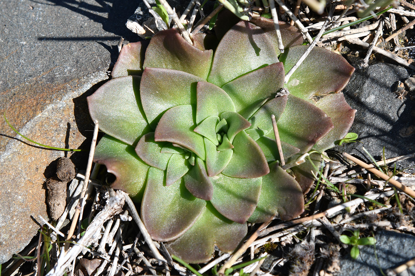 Изображение особи Rosularia glabra.