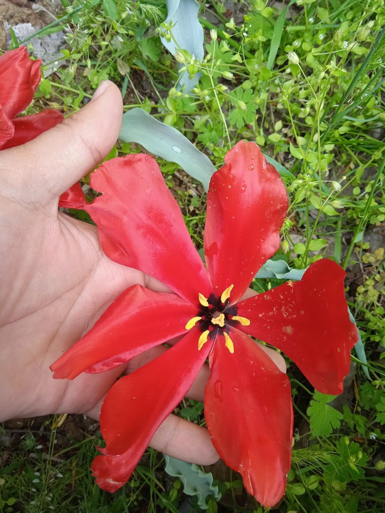 Image of Tulipa korolkowii specimen.