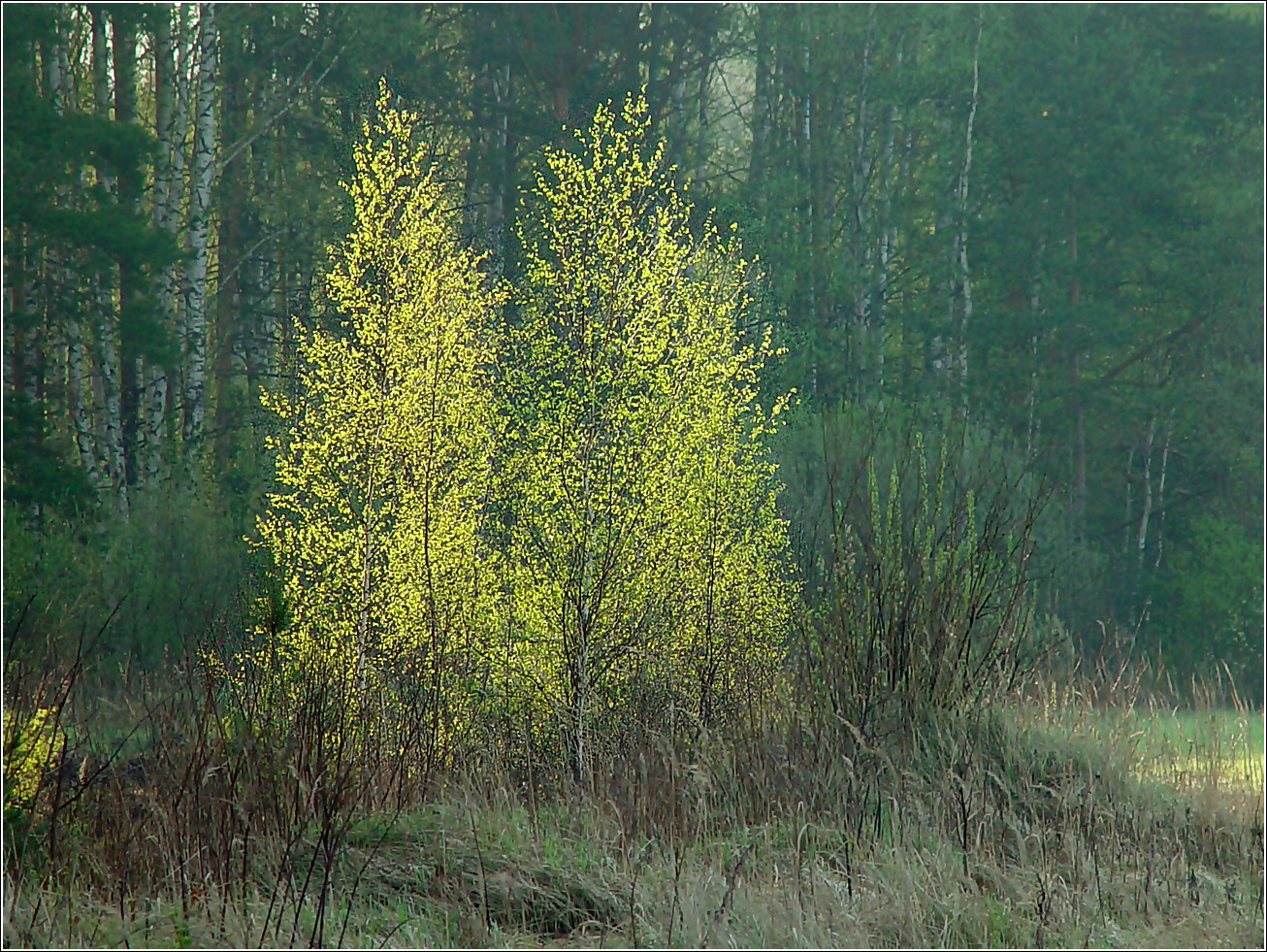 Image of genus Betula specimen.