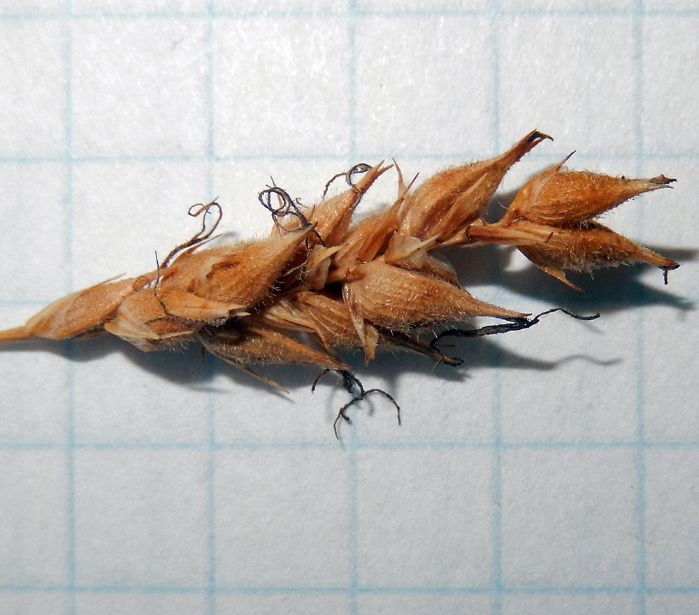 Image of Carex hirta specimen.