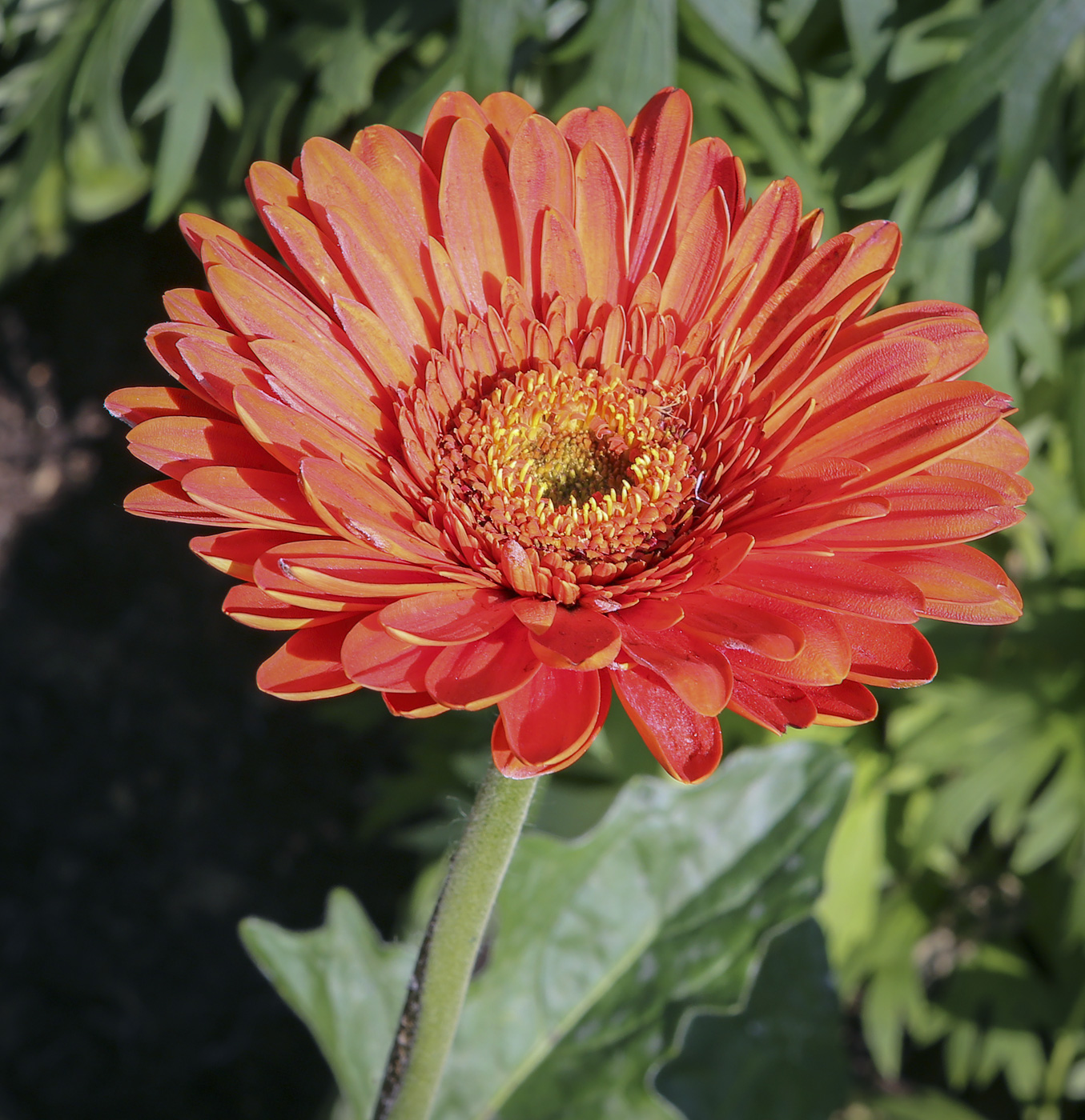 Image of Gerbera jamesonii specimen.