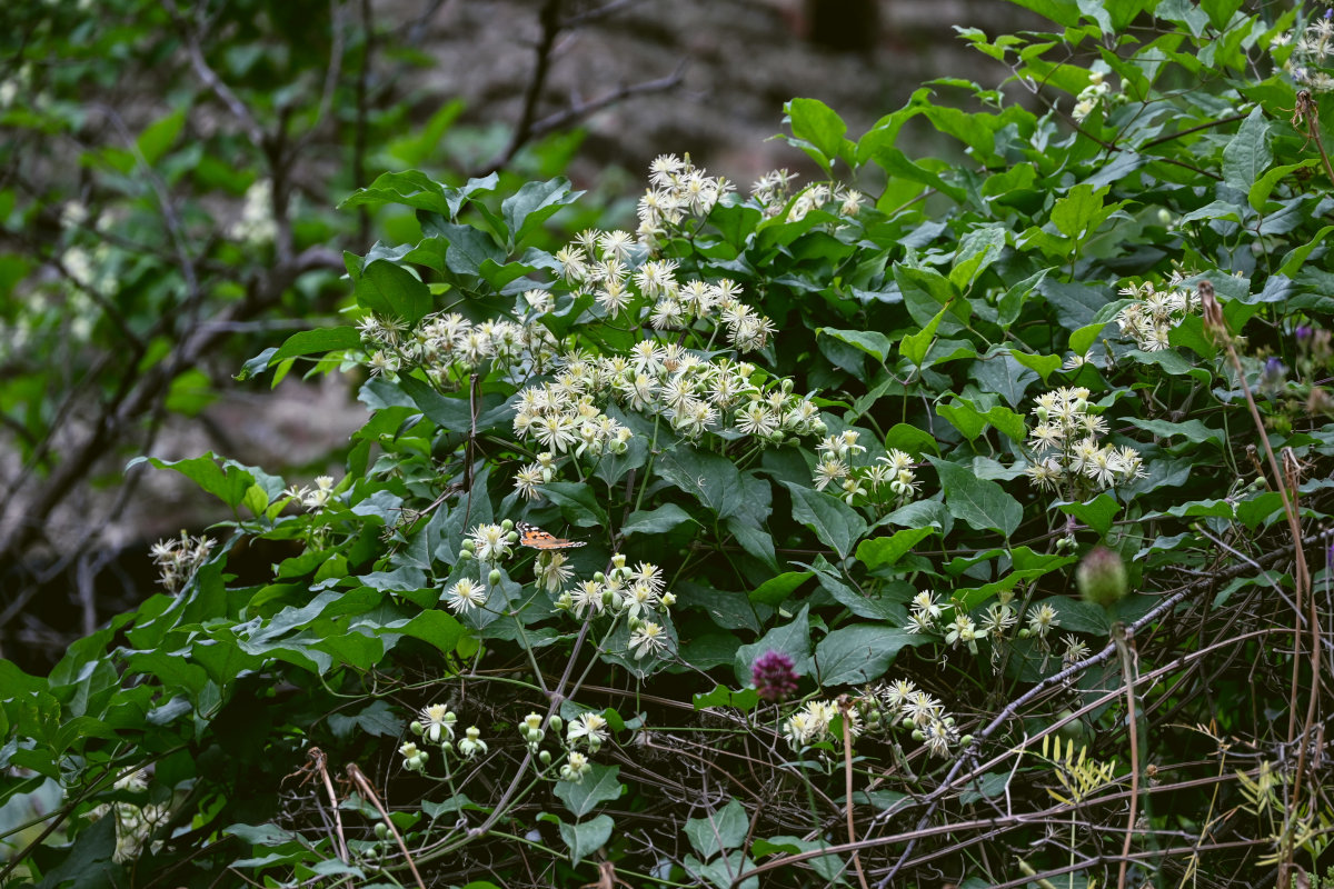 Image of Clematis vitalba specimen.