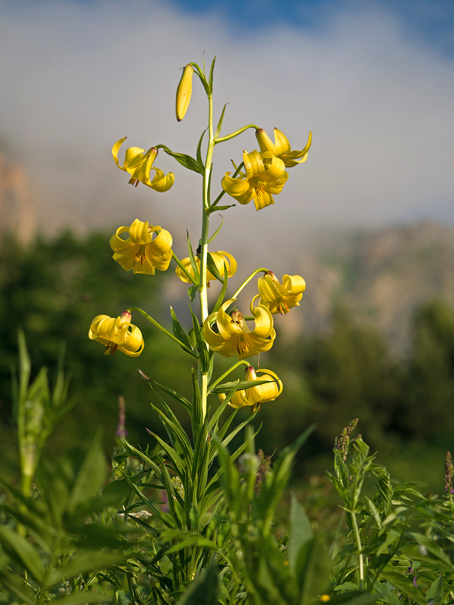 Изображение особи Lilium monadelphum.