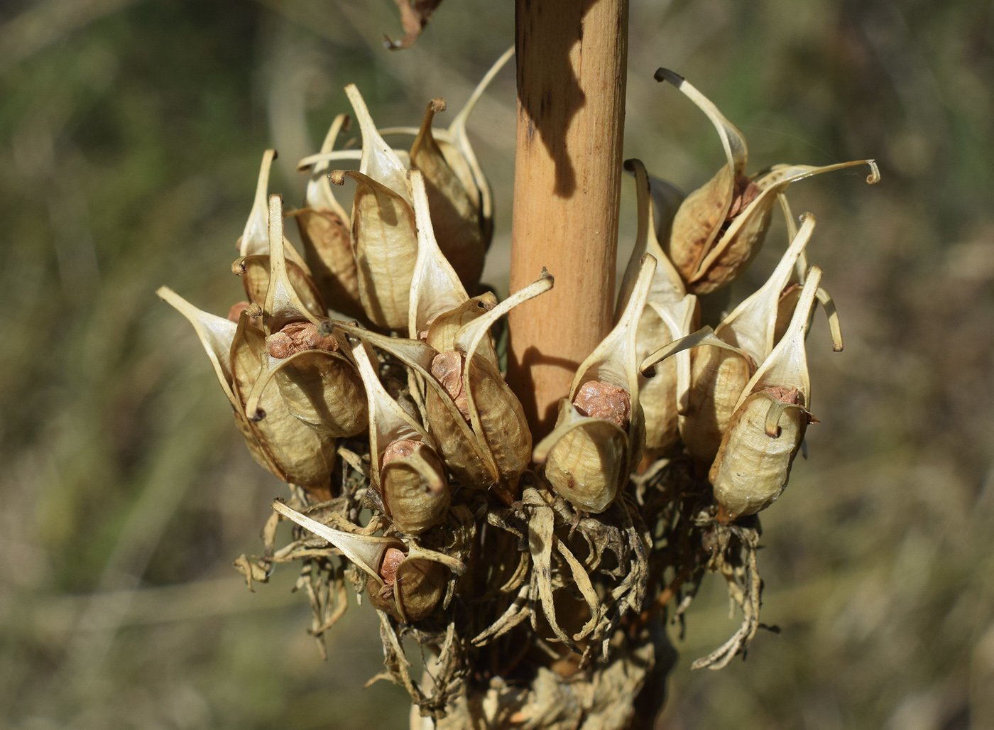 Image of Gentiana lutea specimen.