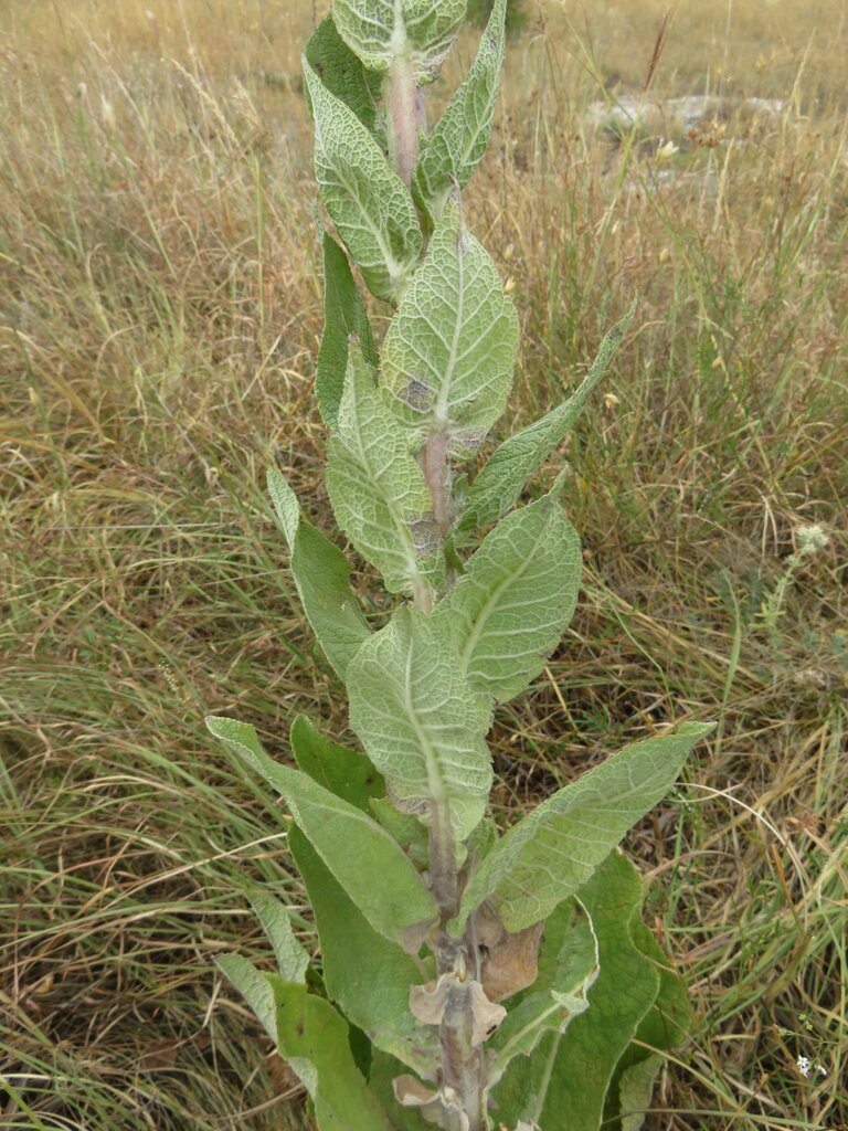 Image of Verbascum dieckianum specimen.