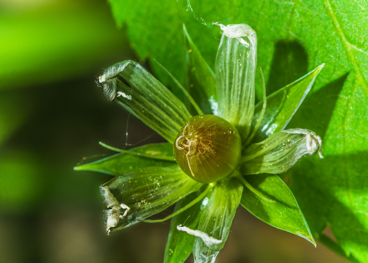 Image of Stellaria holostea specimen.