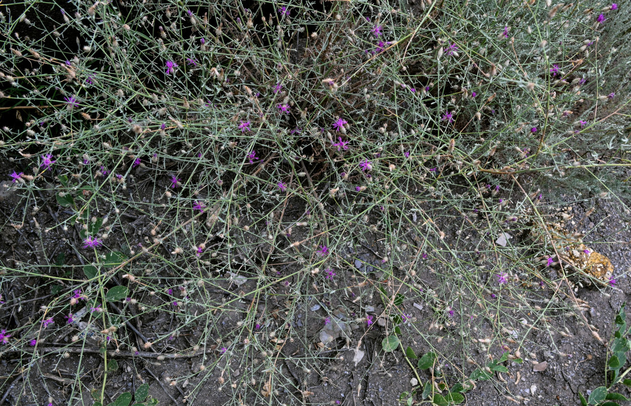 Image of Centaurea caspia specimen.