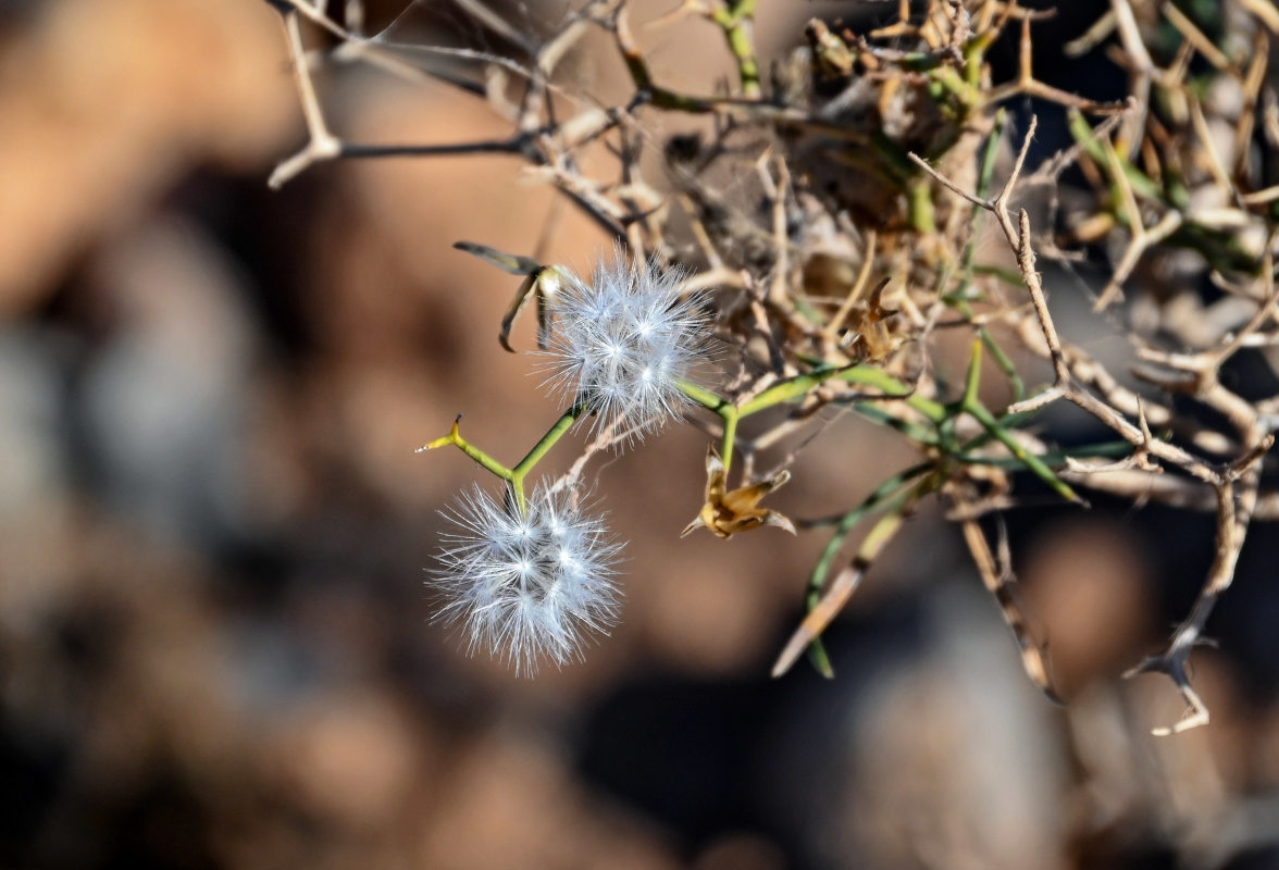 Изображение особи Launaea arborescens.