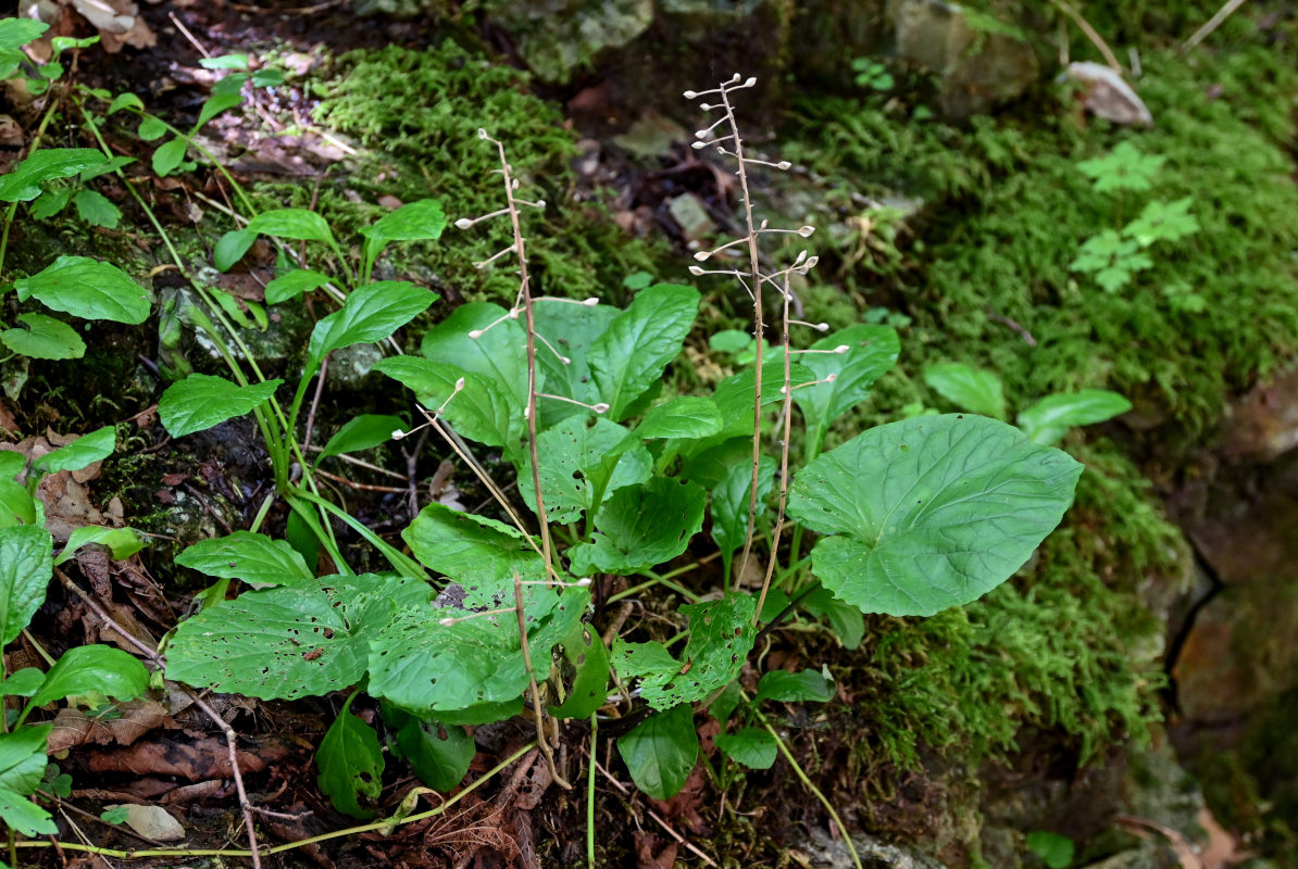 Image of Pachyphragma macrophyllum specimen.