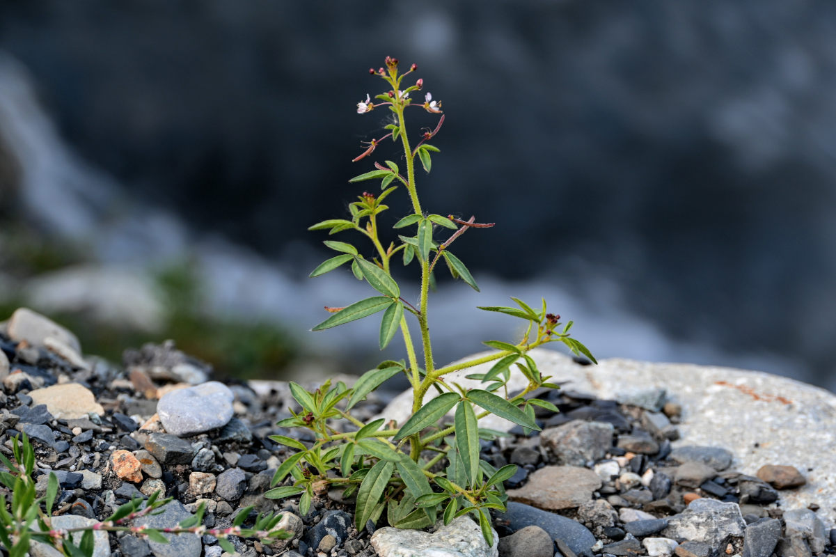 Изображение особи Cleome ornithopodioides.