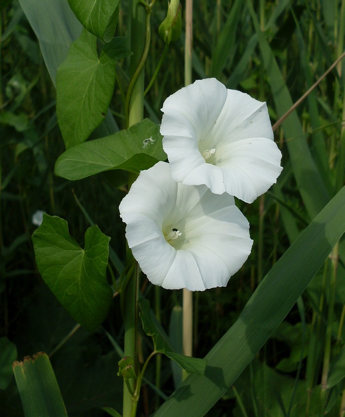 Изображение особи Calystegia sepium.