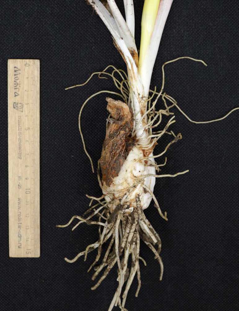 Image of Arum elongatum specimen.