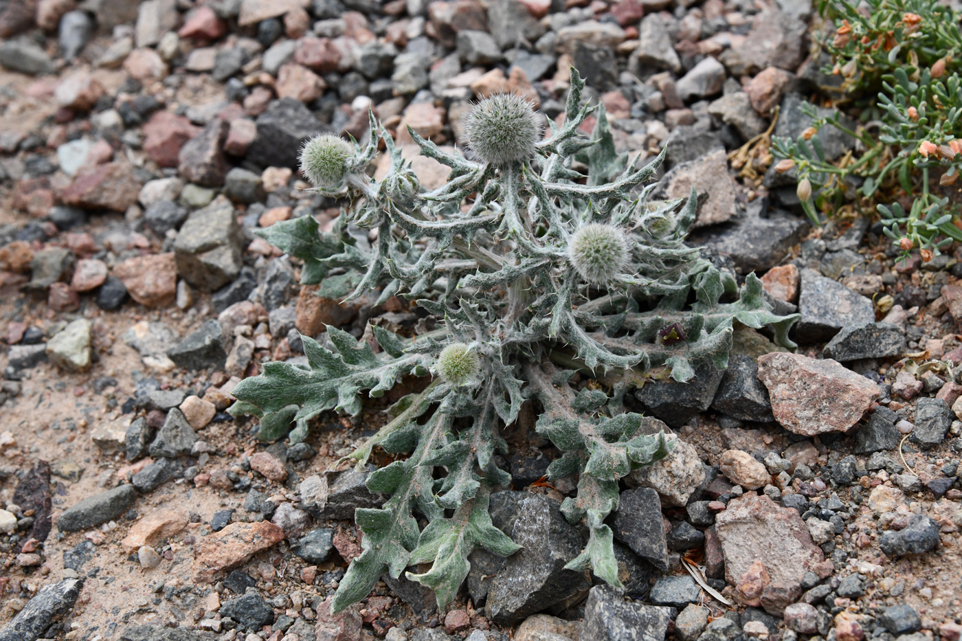 Изображение особи Echinops nanus.