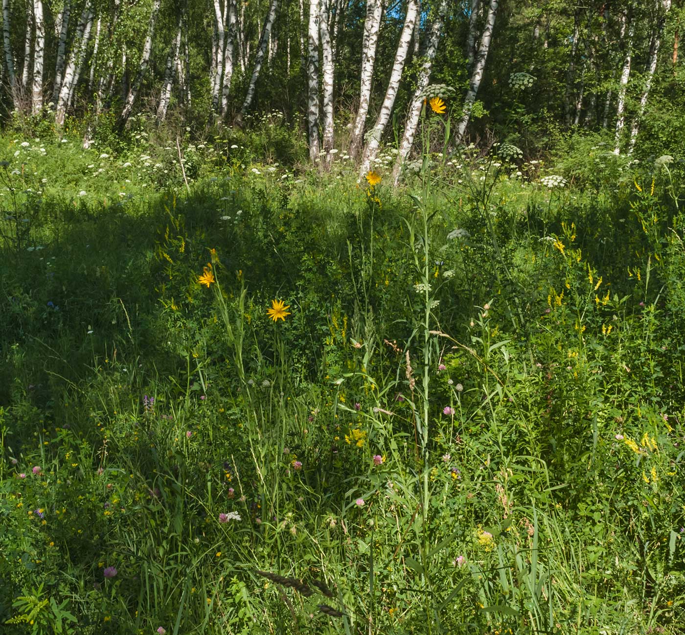 Изображение особи род Tragopogon.