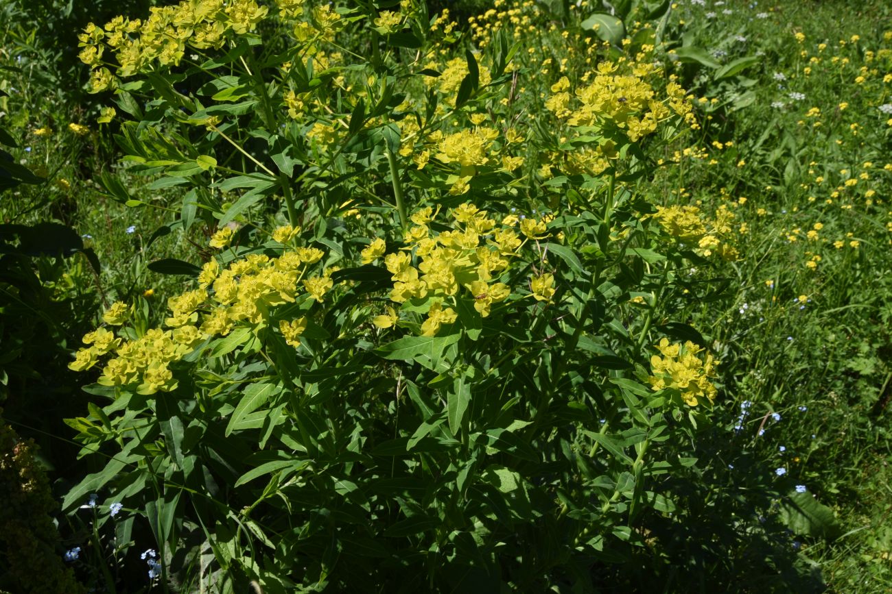 Image of genus Euphorbia specimen.