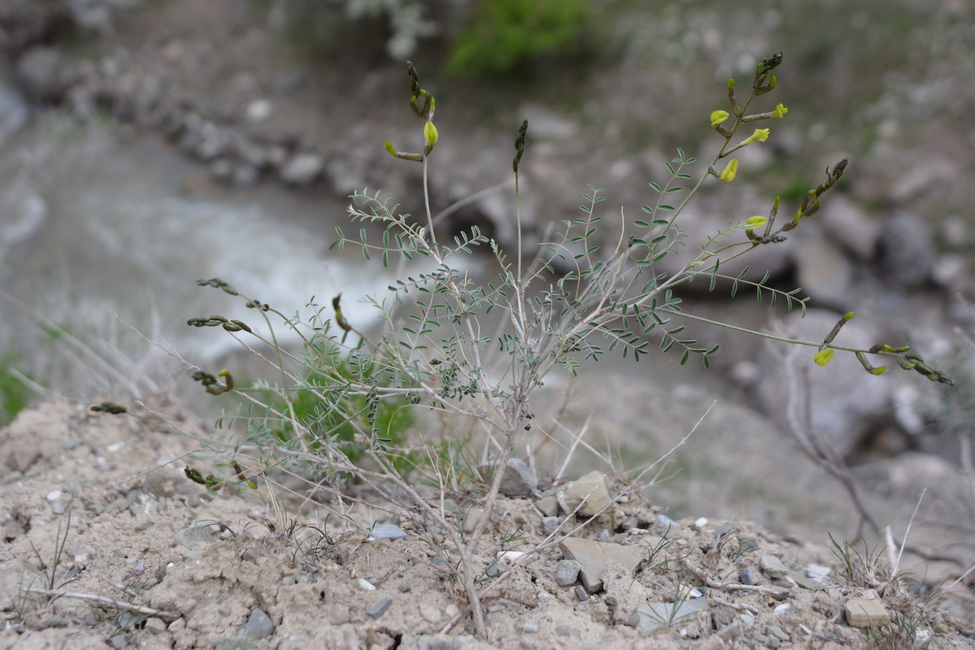 Image of genus Astragalus specimen.