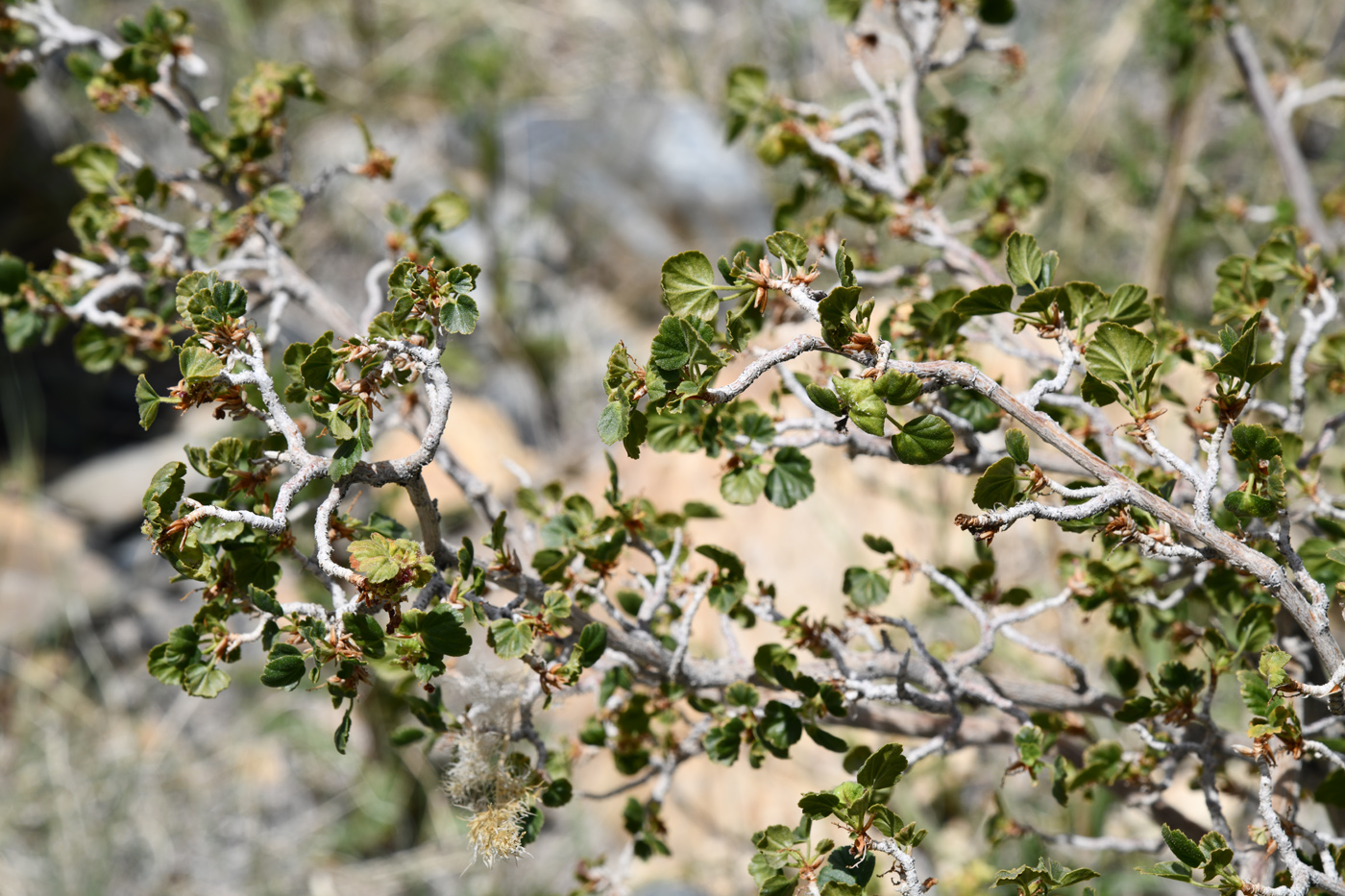 Image of Ribes villosum specimen.