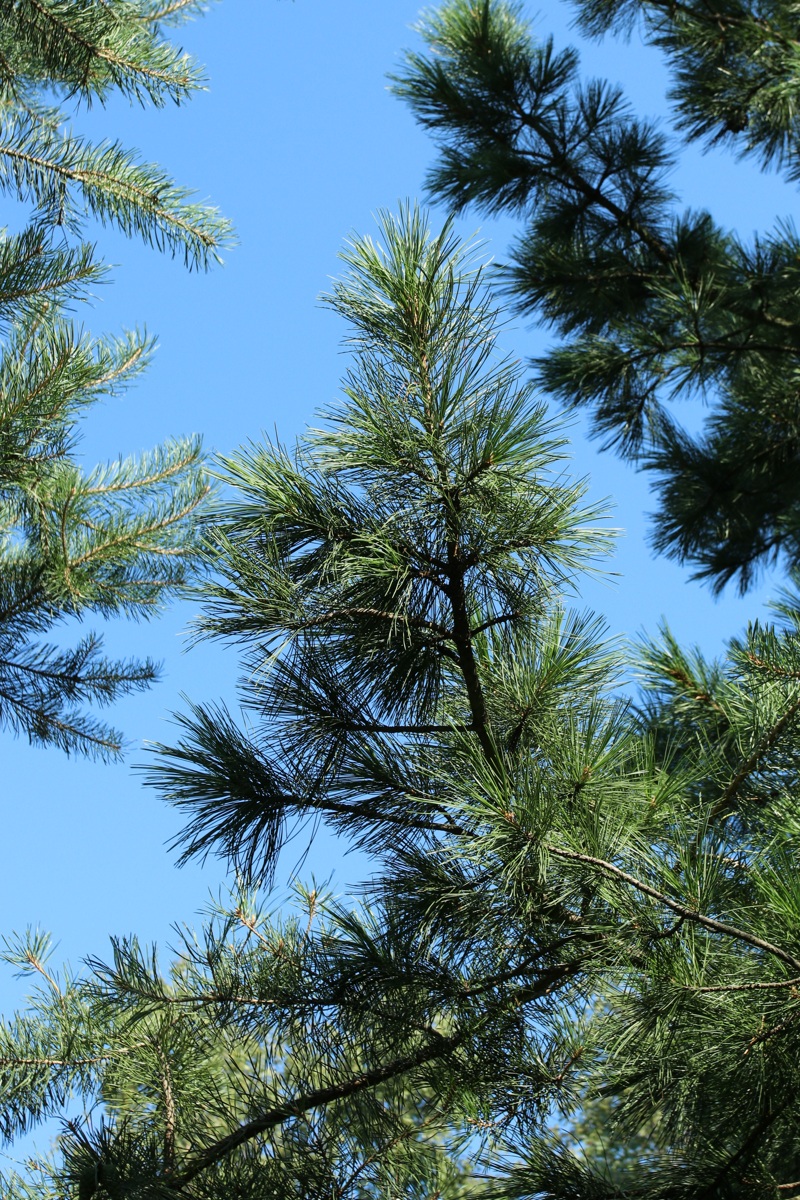 Изображение особи Pinus sibirica.