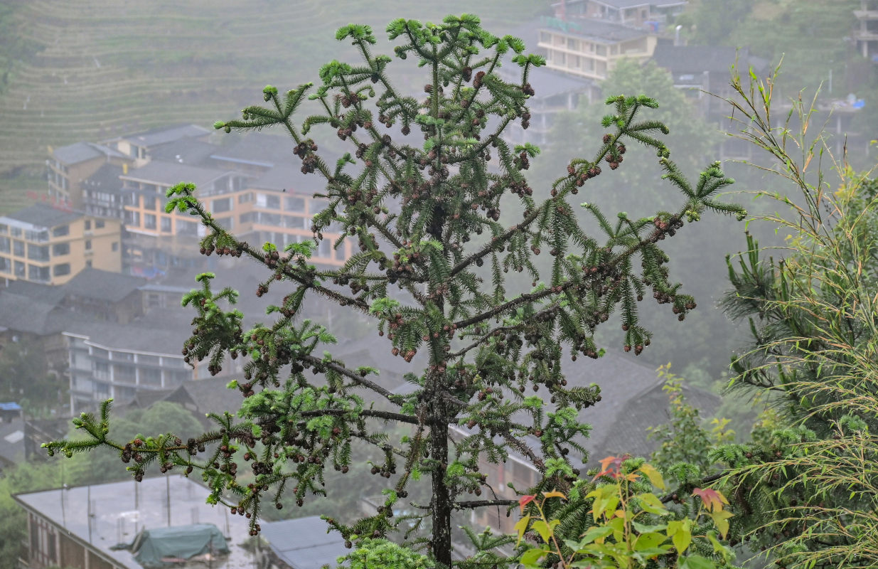 Изображение особи Cunninghamia lanceolata.