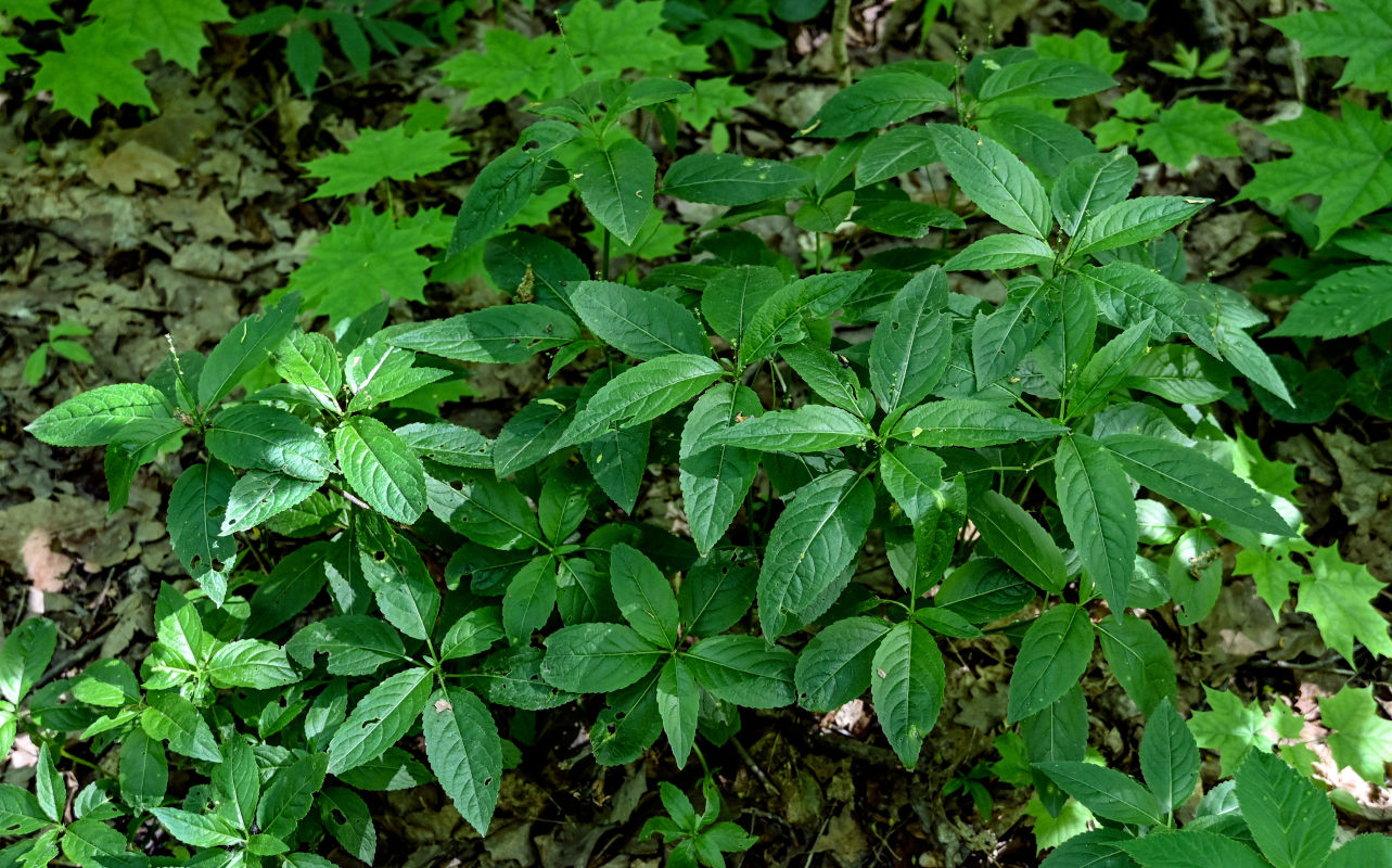 Изображение особи Mercurialis perennis.