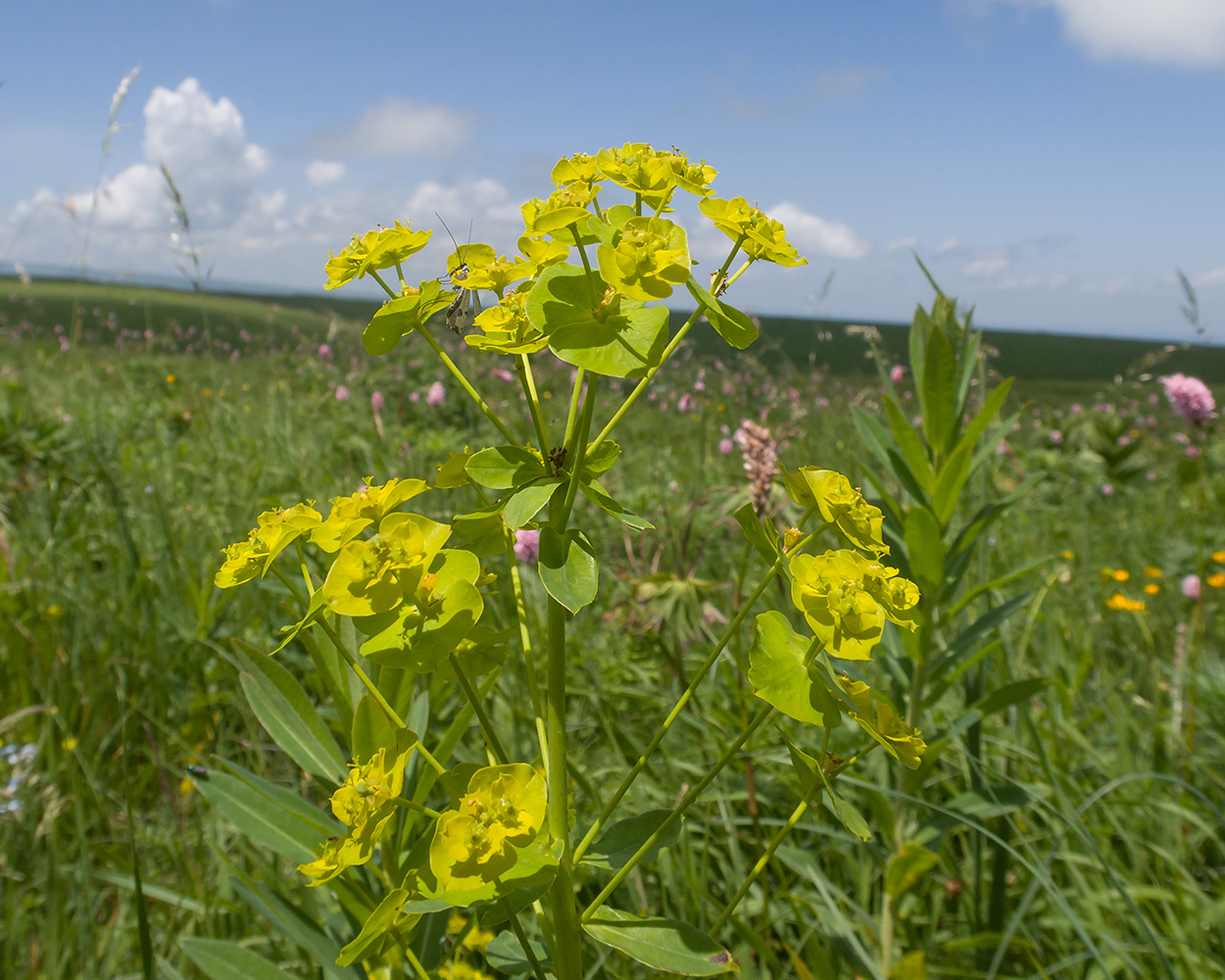 Image of Euphorbia iberica specimen.