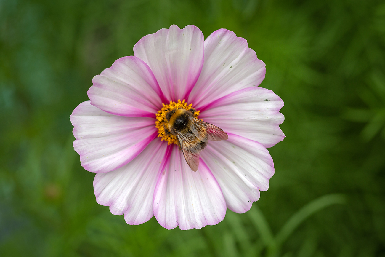 Изображение особи Cosmos bipinnatus.