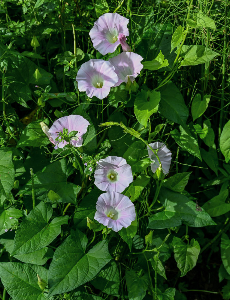 Image of Calystegia spectabilis specimen.