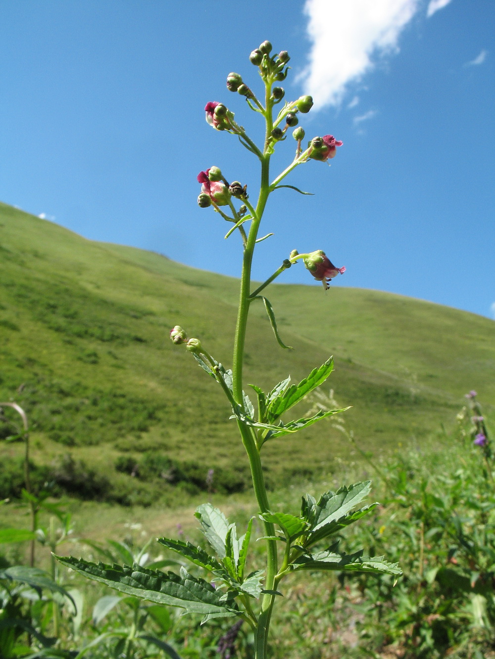 Изображение особи Scrophularia incisa.